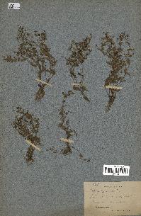 spécimen de Lindernia procumbens