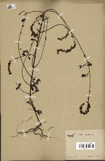 spécimen de Odontites vulgaris