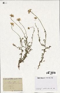 spécimen de Anthemis arvensis