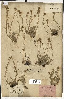 spécimen de Artemisia mutellina