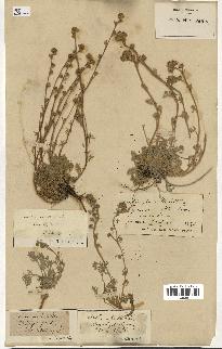 spécimen de Artemisia mutellina