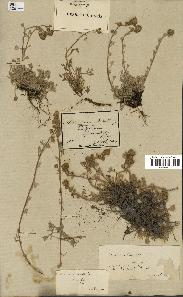 spécimen de Artemisia mutellina