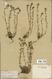 spécimen de Artemisia mutellina