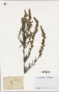 spécimen de Artemisia vulgaris