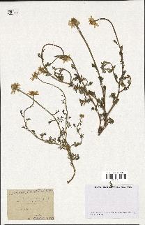 spécimen de Anthemis arvensis