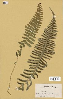 spécimen de Blechnum sp.