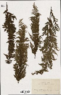 spécimen de Asplenium sp.