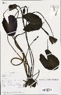 spécimen de Nymphaea stellata