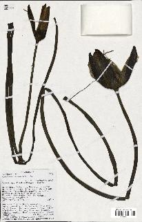 spécimen de Nymphaea stellata