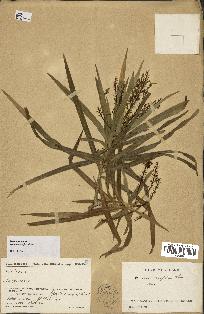 spécimen de Dracaena reflexa