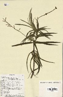 spécimen de Dracaena reflexa