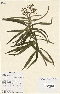 spécimen de Dracaena reflexa