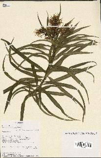 spécimen de Dracaena reflexa