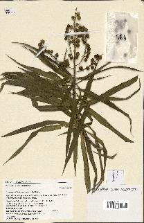 spécimen de Dracaena reflexa