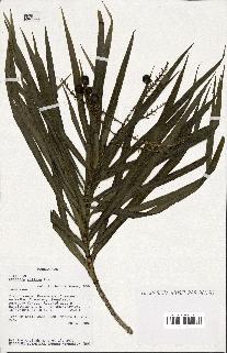 spécimen de Dracaena reflexa