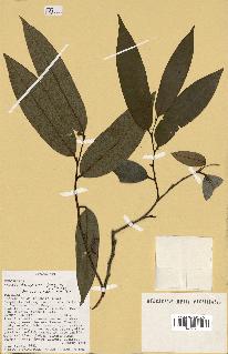spécimen de Xylopia sp.