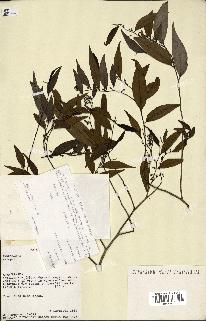 spécimen de Xylopia sp.