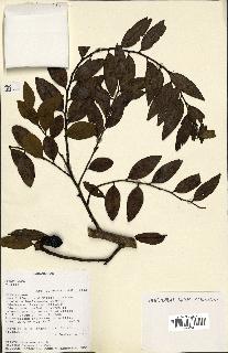 spécimen de Xylopia sp.
