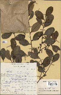 spécimen de Xylopia sp.
