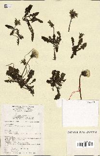 spécimen de Taraxacum officinale