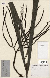 spécimen de Basselinia gracilis