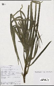 spécimen de Dracaena reflexa