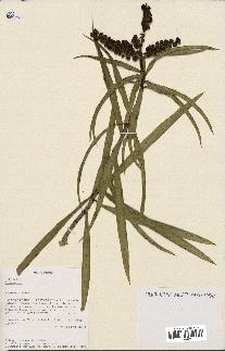 spécimen de Dracaena reflexa