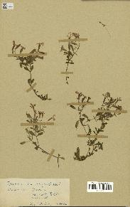 spécimen de Saponaria ocymoides
