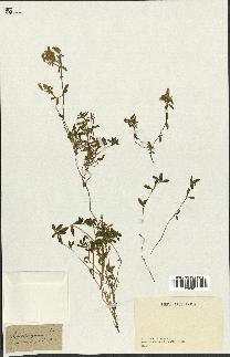 spécimen de Saponaria ocymoides