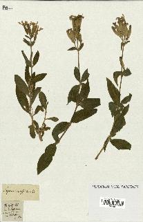 spécimen de Saponaria officinalis