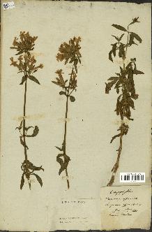 spécimen de Saponaria officinalis