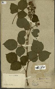 spécimen de Rubus sp.