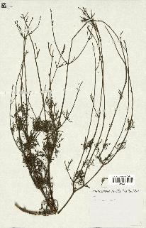 spécimen de Lavandula apiifolia