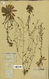 spécimen de Arabis thaliana