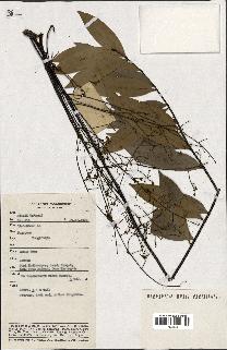 spécimen de Eurycoma longifolia