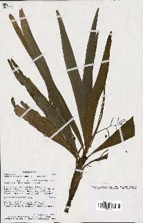 spécimen de Dypsis louvelii