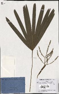 spécimen de Rhapis excelsa