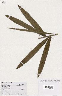 spécimen de Calamus palustris