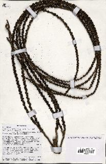 spécimen de Dypsis crinita