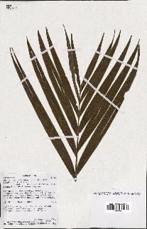 spécimen de Dypsis crinita