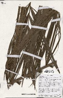 spécimen de Dypsis crinita