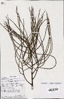 spécimen de Dypsis crinita