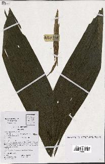 spécimen de Geonoma sp.