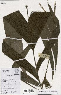 spécimen de Geonoma sp.