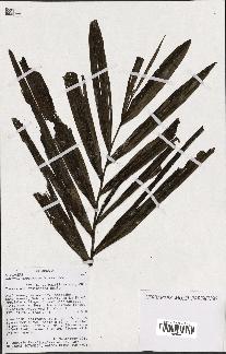 spécimen de Ravenea madagascariensis