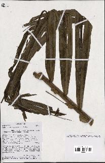 spécimen de Ravenea madagascariensis