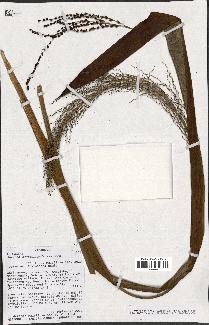 spécimen de Ravenea madagascariensis