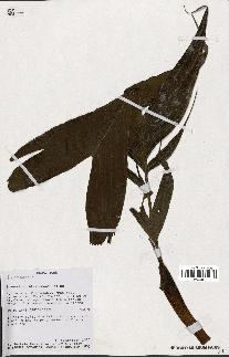 spécimen de indet.