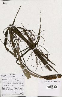 spécimen de Dypsis forficifolia