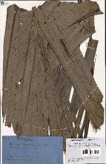 spécimen de Arenga pinnata